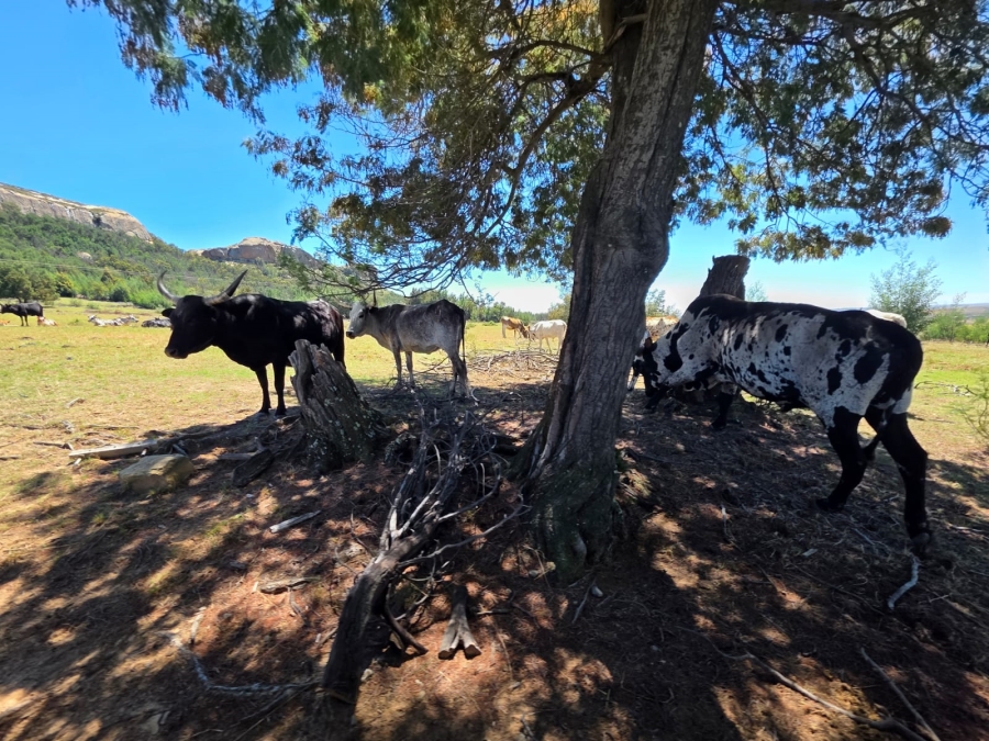 8 Bedroom Property for Sale in Bethlehem Rural Free State